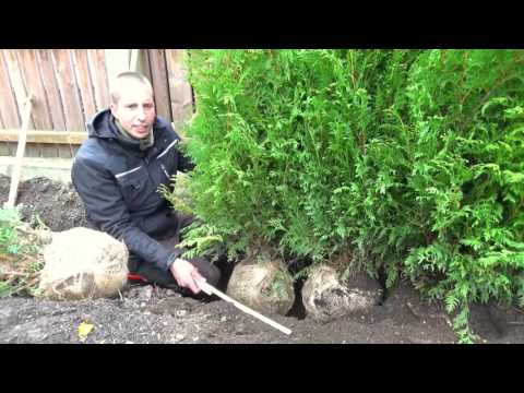 Hecke pflanzen | Thuja | Erster Heckenschnitt | TUTORIAL | HD