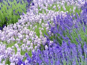 Foto: GPP/Downderry. - Der Lavendel aus der Downderry-Nursery im englischen Kent ist winterhart und umfasst viele verschiedene Blütenfarben und -formen.