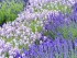 Foto: GPP/Downderry. - Der Lavendel aus der Downderry-Nursery im englischen Kent ist winterhart und umfasst viele verschiedene Blütenfarben und -formen.