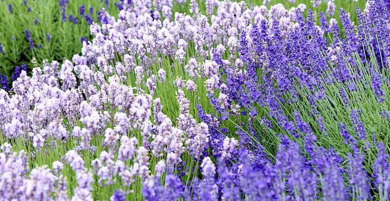 Lavendel ist nicht Lavendel-2 - Foto GPP/Downderry Foto: GPP/Downderry. - Der Lavendel aus der Downderry-Nursery im englischen Kent ist winterhart und umfasst viele verschiedene Blütenfarben und -formen.