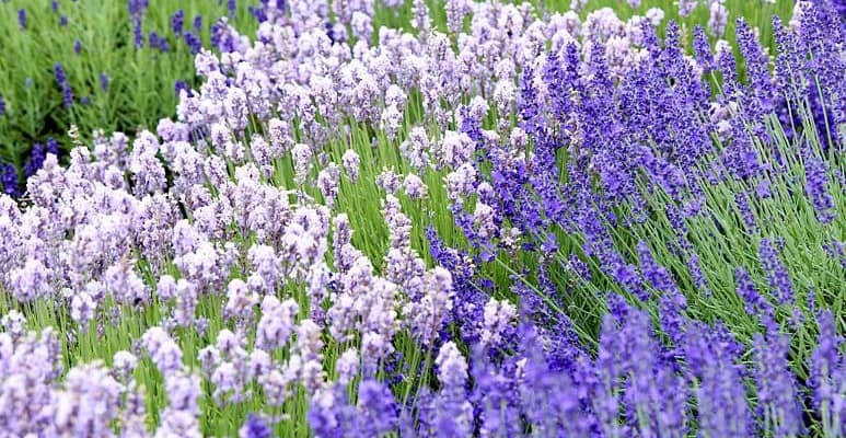 Foto: GPP/Downderry. - Der Lavendel aus der Downderry-Nursery im englischen Kent ist winterhart und umfasst viele verschiedene Blütenfarben und -formen.