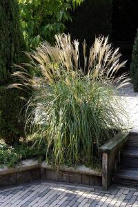 Foto: BGL. - In diesem fachmännisch angelegten Garten wurde das filigrane kleine Chinaschilf geschickt platziert. Es wirkt neben der Treppe wie ein Raumteiler, ohne den Blick zu stark einzuschränken.