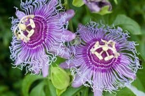 Foto: Lubera. - Ein Genuss fürs Auge und für den Gaumen - aus den lilafarbenen Blüten der winterharten Neuzüchtung Eia® Popeia® werden Passionsfrüchte mit dem typischen Maracuja-Aroma.