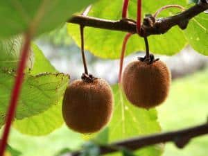 Foto: Lubera. - Die Kiwi Heyward trägt mithilfe ihres männlichen Partnerbaums Tomuri zuverlässig Früchte, die sehr aromatisch sind.