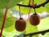 Foto: Lubera. - Die Kiwi Heyward trägt mithilfe ihres männlichen Partnerbaums Tomuri zuverlässig Früchte, die sehr aromatisch sind.