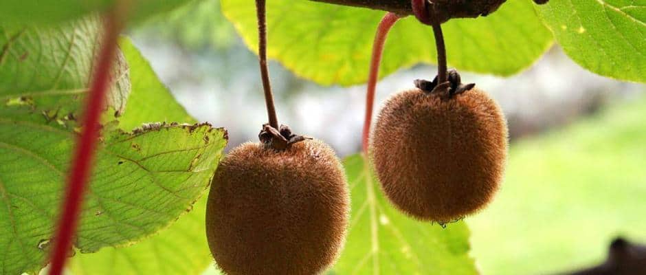 Foto: Lubera. - Die Kiwi Heyward trägt mithilfe ihres männlichen Partnerbaums Tomuri zuverlässig Früchte, die sehr aromatisch sind.