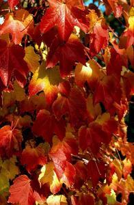 Foto: BGL. - Im Herbst überzieht der Wilde Wein Mauern und Wände mit seinem leuchtend roten Blätterkleid.