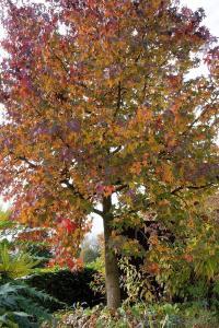 Foto: BGL. - Die Farbenpracht des Amberbaums hält für mehrere Wochen an und macht den Baum zu einem weithin sichtbaren Blickfang.