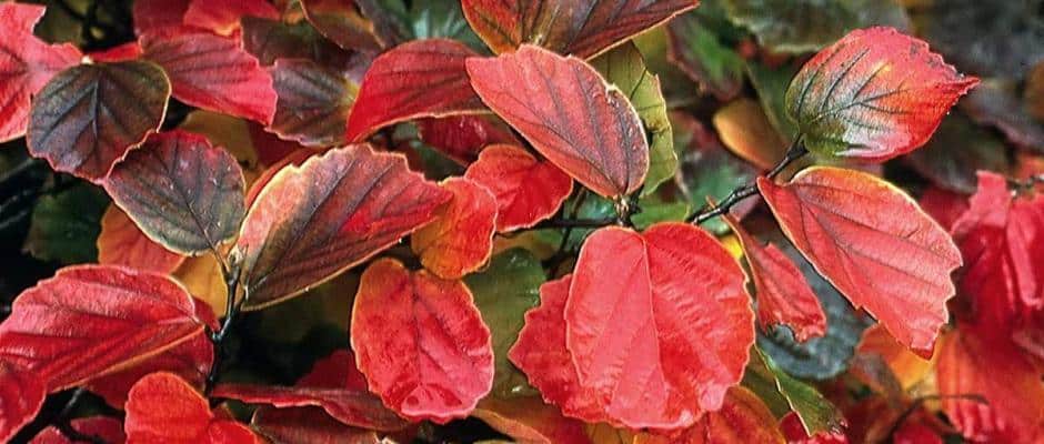 Foto: BGL. - Im Herbst reicht das Farbenspektrum des Großen Federbuschstrauchs von Goldgelb über glühendes Orange bis hin zu feurigem Rot. Foto: BGL. - Im Herbst reicht das Farbenspektrum des Großen Federbuschstrauchs von Goldgelb über glühendes Orange bis hin zu feurigem Rot.
