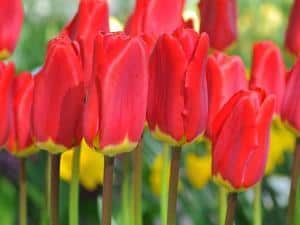 Foto: fluwel.de. - Bei der Tulpe 'Spring Garden' ist nicht der Name das Besondere, sondern dass sie von ihrer Majestät Königin Beatrix getauft wurde - sie trägt bezaubernd rote Blüten.