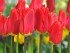 Foto: fluwel.de. - Bei der Tulpe 'Spring Garden' ist nicht der Name das Besondere, sondern dass sie von ihrer Majestät Königin Beatrix getauft wurde - sie trägt bezaubernd rote Blüten.