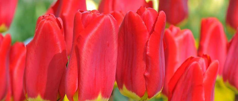 Foto: fluwel.de. - Bei der Tulpe'Spring Garden' ist nicht der Name das Besondere, sondern dass sie von ihrer Majestät Königin Beatrix getauft wurde - sie trägt bezaubernd rote Blüten.