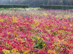 Foto: BdB. - Baumschulen haben jetzt im Herbst das größte Angebot.