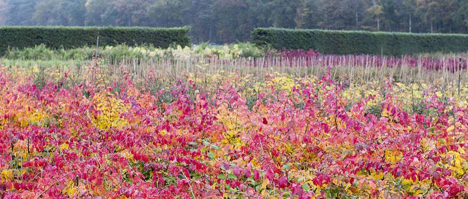 Foto: BdB. - Baumschulen haben jetzt im Herbst das größte Angebot.