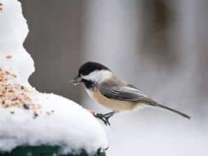 Foto: GPP/Welzhofer. - Auch wenn Experten heute raten, Gartenvögel das ganze Jahr über zu füttern, so sind es doch vor allem die Wintermonate, in denen die Menschen ihre Vogelhäuschen füllen.