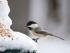 Foto: GPP/Welzhofer. - Auch wenn Experten heute raten, Gartenvögel das ganze Jahr über zu füttern, so sind es doch vor allem die Wintermonate, in denen die Menschen ihre Vogelhäuschen füllen.