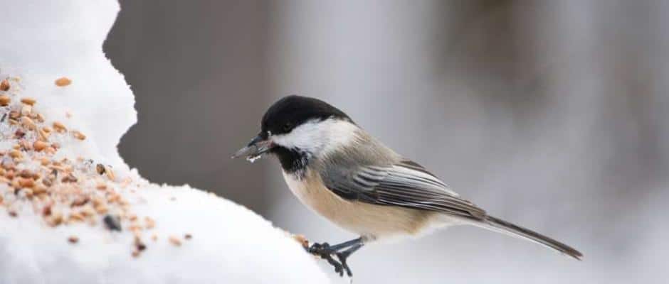 Foto: GPP/Welzhofer. - Auch wenn Experten heute raten, Gartenvögel das ganze Jahr über zu füttern, so sind es doch vor allem die Wintermonate, in denen die Menschen ihre Vogelhäuschen füllen.