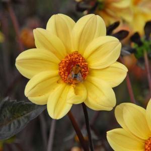 Foto: fluwel.de. - Die Dahlie'Classic Summertime' bildet viele kleine Blüten in einem warmen Gelbton - ein schöner Kontrast zum dunklen Blatt.