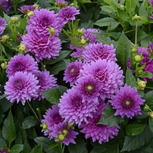 Foto: fluwel.de. - Für die Dahlienpracht auf Terrasse und Balkon kann man sie auch im Topf kultivieren. Besonders geeignet ist hierfür, die kompakte, blühfreudige Dahlie'Claudette'.