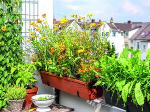 txn-p. Eine Auswahl frischer Kräuter direkt vom Balkon sieht schön aus und bringt Pep in die Küche. Foto: Neudorff/txn-p