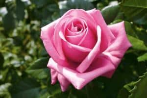 Die Nostalgie-Rose "Romina" zeichnet sich durch ihren süßen Duft, ihre antik-rosa Blüten und ihre zuverlässige Gesundheit aus. Foto: djd/www.rosen-tantau.com
