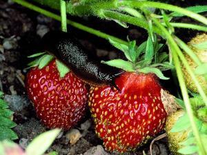 Mit Hausmitteln gegen Schnecken? Foto: Neudorff/txn