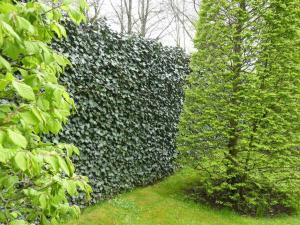 Foto: Helix. - Die "Hecke am laufenden Meter" gibt es als fertige Module in einer Höhe von bis zu 2,20 Meter. Sie ist grün und lebendig und fügt sich in die umgebende Natur ein.