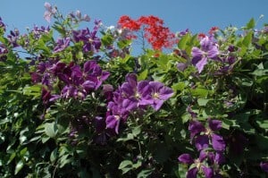 Foto: Helix. - Wer es zeitweise bunter mag, wählt eine "Hecke am laufenden Meter" mit kletterndem Efeu und Clematis.