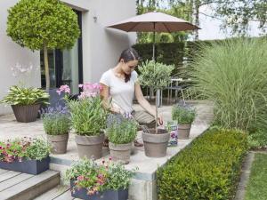 Kübelpflanzen auf Balkon und Terrasse leben in einem begrenzten Erdreich und benötigen deshalb regelmäßig Dünger, um den Nährstoffbedarf der Pflanzen zu decken. Foto: djd/Compo