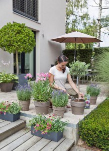 Durch die Schafwolle im Dünger werden Balkon- und Kübelpflanzen bis zu fünf Monate lang optimal mit Nährstoffen versorgt. Foto: djd/Compo