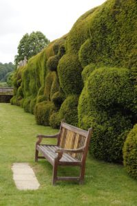 Thuja als Hecke