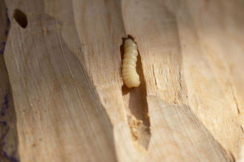 Holzwurm