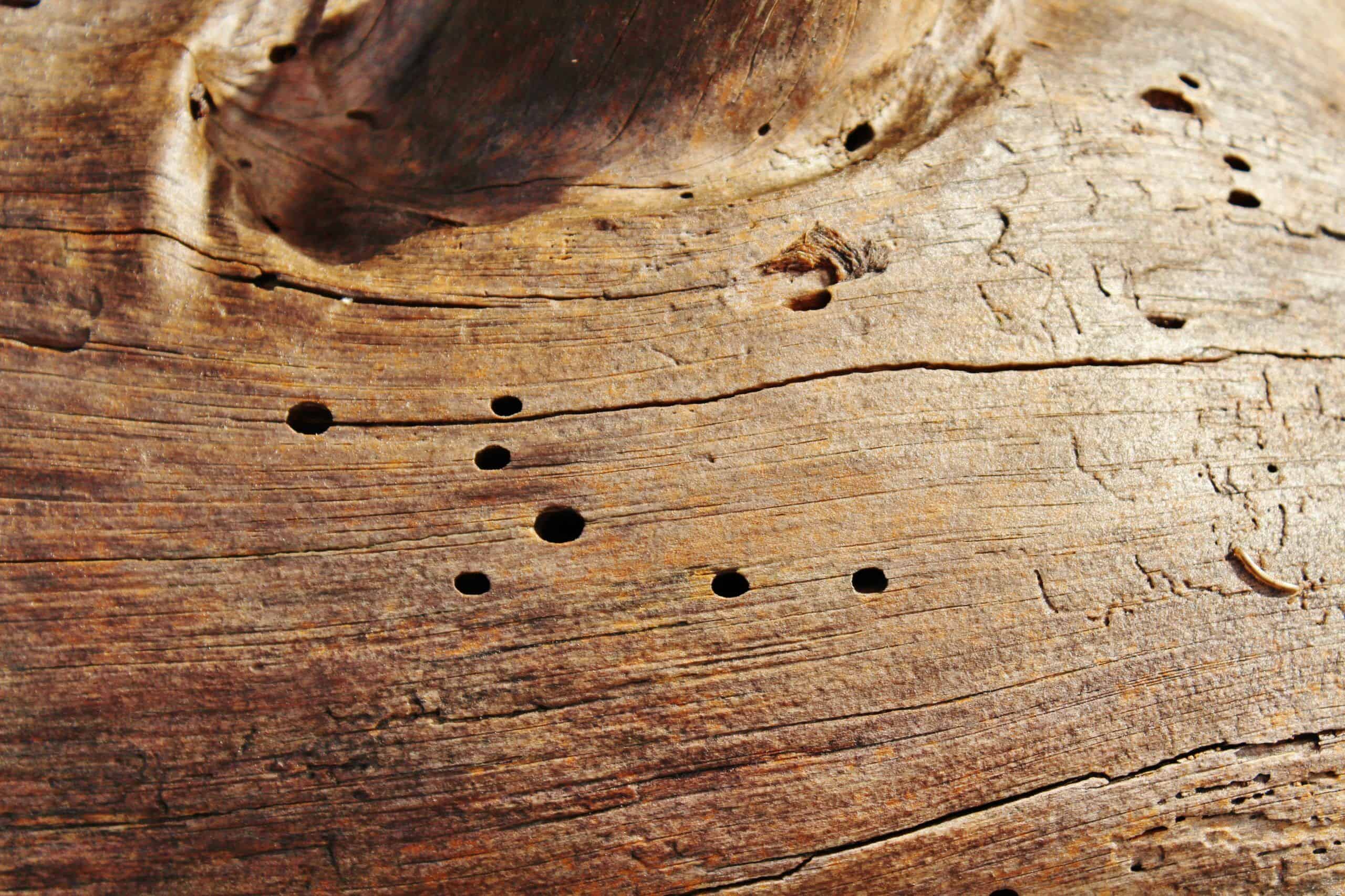 Holzwürmer bekämpfen: diese Holzwurmmittel helfen