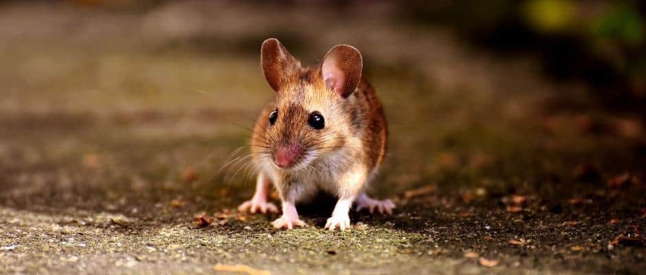 Maus Maus
