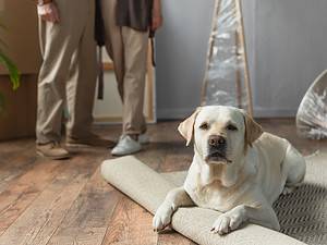 Eine geeignete Immobilie für Hundebesitzer