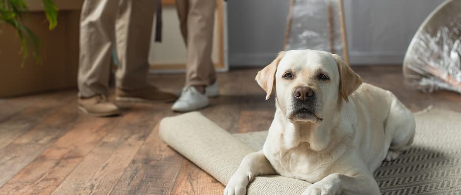 Eine geeignete Immobilie für Hundebesitzer