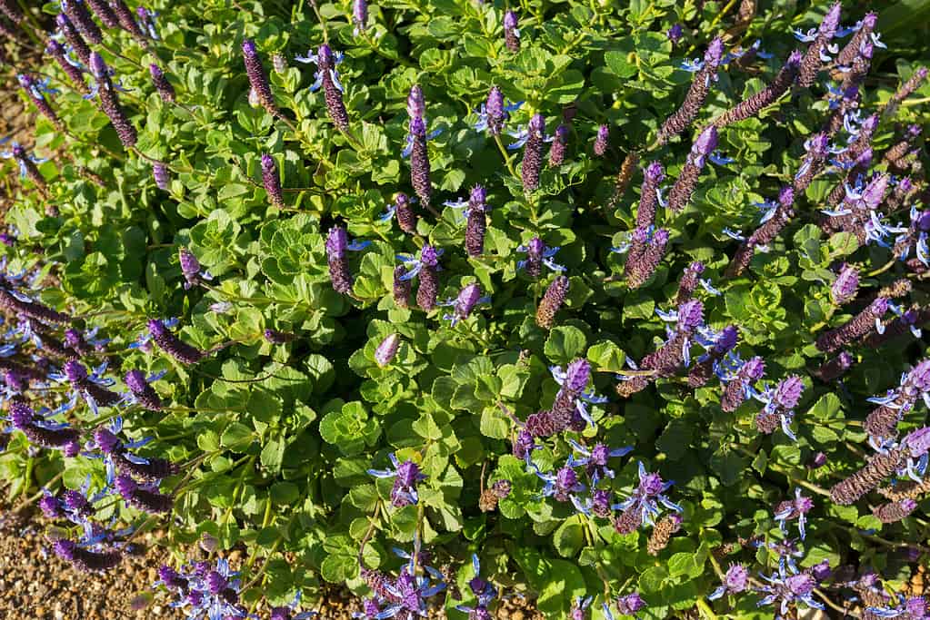 Plectranthus ornatus oder auch Verpissdich Pflanze - Natürliches Abwehrmittel gegen Katzen